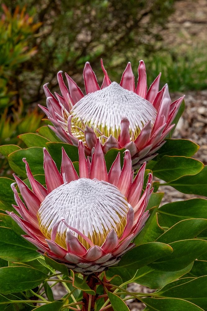 King Protea flower
